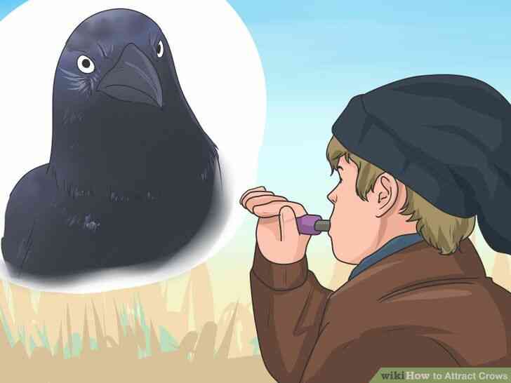 Image intitulée Attirer les Corbeaux Étape 7